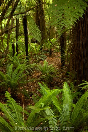 beautiful;beauty;bush;Catlins;Catlins-District;Catlins-Region;cyathea;endemic;fern;fern-frond;fern-fronds;ferns;forest;forests;frond;fronds;green;N.Z.;native;native-bush;natives;natural;nature;New-Zealand;NZ;Otago;plant;plants;rain-forest;rain-forests;rain_forest;rain_forests;rainforest;rainforests;S.I.;scene;scenic;SI;South-Is;South-Island;South-Otago;Sth-Is;Sth-Otago;tree;trees;woods
