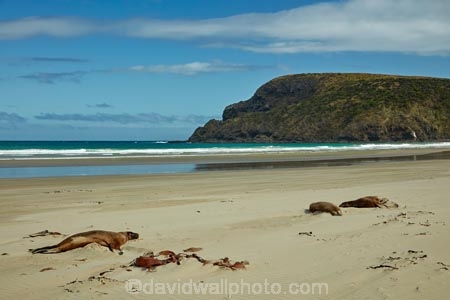 animal;animals;beach;beaches;Cannibal-Bay;Catlins;coast;coastal;coastline;Hookers-Sea-Lion;Hookers-Sea-Lions;Hookers-Sea-Lion;Hookers-Sea-Lions;mammal;mammals;marine-mammal;marine-mammals;N.Z.;New-Zealand;New-Zealand-Sea-Lion;New-Zealand-Sea-Lions;NZ;Phocarctos-hookeri;S.I.;sand;sandy;sea-lion;sea-lions;shore;shoreline;SI;South-Is.;South-Island;wildlife
