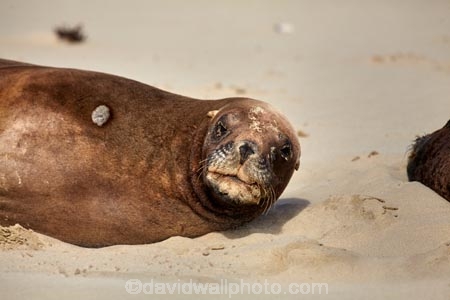 animal;animals;beach;beaches;Cannibal-Bay;Catlins;coast;coastal;coastline;Hookers-Sea-Lion;Hookers-Sea-Lions;Hookers-Sea-Lion;Hookers-Sea-Lions;mammal;mammals;marine-mammal;marine-mammals;N.Z.;New-Zealand;New-Zealand-Sea-Lion;New-Zealand-Sea-Lions;NZ;Phocarctos-hookeri;S.I.;sand;sandy;sea-lion;sea-lions;shore;shoreline;SI;South-Is.;South-Island;wildlife