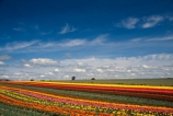 agriculture;color;colors;colour;colours;countryside;cultivation;field;fields;flora;floral;flower;flowers;garden;gardens;green;growing;horticulture;n.z.;New-Zealand;nz;orange;pink;red;rural;South-Island;South-Otago;Tapanui;tulip;Tulip-Field;Tulip-Fields;tulips;yellow