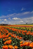 agriculture;color;colors;colour;colours;countryside;cultivation;field;fields;flora;floral;flower;flowers;garden;gardens;green;growing;horticulture;n.z.;New-Zealand;nz;orange;pink;red;rural;South-Island;South-Otago;Tapanui;tulip;Tulip-Field;Tulip-Fields;tulips;yellow