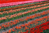 agriculture;color;colors;colour;colours;countryside;cultivation;field;fields;flora;floral;flower;flowers;garden;gardens;green;growing;horticulture;n.z.;New-Zealand;nz;orange;pink;red;rural;South-Island;South-Otago;Tapanui;tulip;Tulip-Field;Tulip-Fields;tulips;yellow