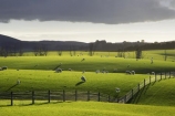 agricultural;agriculture;clinton;cloud;clouds;country;countryside;farm;farming;farmland;farms;fence;fence-line;fence-lines;fence_line;fence_lines;fenceline;fencelines;fences;fibre;field;fields;grass;grassy;green;horticulture;lamb;lush;meadow;meadows;new-zealand;paddock;paddocks;pasture;pastures;rural;sheep;south-island;south-otago;verdant;wool;woolly;wooly