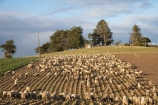 agricultural;agriculture;Animal;Animals;Clutha-District;Clutha-Region;country;countryside;crop;crops;ewes;farm;Farm-animals;farming;farmland;farms;field;fields;flock;flocks;herbivore;herbivores;herbivorous;horticulture;livestock;mammal;mammals;meadow;meadows;N.Z.;New-Zealand;NZ;Outdoor;Outdoors;Outside;paddock;paddocks;pasture;pastures;row;rows;rural;S.I.;sheep;SI;South-is;South-Island;South-Otago;stock;swede;swedes;Waiwera-South;white;winter-feed;wool