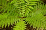 beautiful;beauty;bush;Catlins;Catlins-District;Catlins-Region;cyathea;endemic;fern;fern-detail;fern-details;fern-frond;fern-fronds;ferns;forest;forests;frond;fronds;green;N.Z.;native;native-bush;natives;natural;nature;New-Zealand;NZ;Otago;plant;plants;radial;rain-forest;rain-forests;rain_forest;rain_forests;rainforest;rainforests;S.I.;scene;scenic;SI;South-Is;South-Island;South-Otago;Sth-Is;Sth-Otago;tree;trees;woods