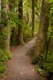 beautiful;beauty;bush;Catlins;Catlins-District;Catlins-Region;endemic;forest;forests;green;hiking-track;hiking-tracks;N.Z.;native;native-bush;natives;natural;nature;New-Zealand;NZ;Otago;Purakanui-Falls;Purakaunui-Falls;rain-forest;rain-forests;rain_forest;rain_forests;rainforest;rainforests;S.I.;scene;scenic;SI;South-Is;South-Island;South-Otago;Sth-Is;Sth-Otago;track;tree;trees;walking-track;walking-tracks;woods