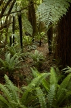 beautiful;beauty;bush;Catlins;Catlins-District;Catlins-Region;cyathea;endemic;fern;fern-frond;fern-fronds;ferns;forest;forests;frond;fronds;green;N.Z.;native;native-bush;natives;natural;nature;New-Zealand;NZ;Otago;plant;plants;rain-forest;rain-forests;rain_forest;rain_forests;rainforest;rainforests;S.I.;scene;scenic;SI;South-Is;South-Island;South-Otago;Sth-Is;Sth-Otago;tree;trees;woods