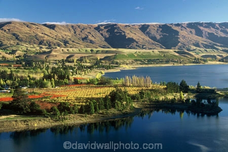fall;orchard;orchards;fruit;apples;pears;apple;pear;apricot;apricots;orchardist;agriculture;horticulture;farm;farms;rural;yellow