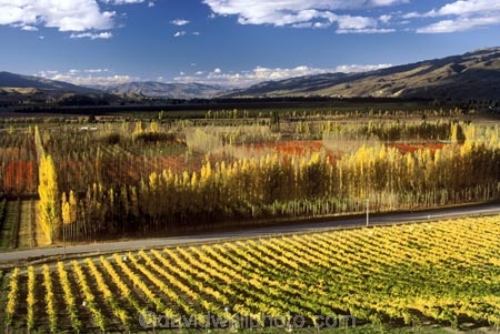 vine;vines;vineyard;vineyards;wine;wines;winery;wineries;grape;grapes;vintage;grapevine;horticulture;cultivation;rural;farm;farms;farming;field;fields;crop;crops;color;colors;colours;colours;yellow;autumn;fall;leaf;leaves;poplar;poplars;tree;trees;poplar-tree;poplar-trees