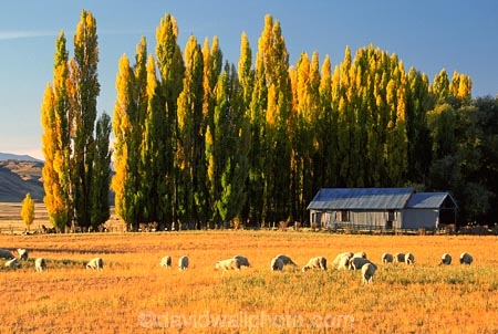poplars;poplar;shelter-belt;shelter;wind-break;sheep;flock;gold;golden;grass;grazing;paddock;field;shed;corrugated-iron;tin;graze;grass;grasses
