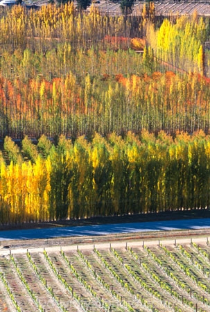 vine;vines;vineyard;vineyards;wine;wines;winery;wineries;grape;grapes;vintage;grapevine;horticulture;cultivation;rural;farm;farms;farming;field;fields;crop;crops;color;colors;colours;colours;yellow;autumn;fall;leaf;leaves;poplar;poplars;tree;trees;poplar-tree;poplar-trees