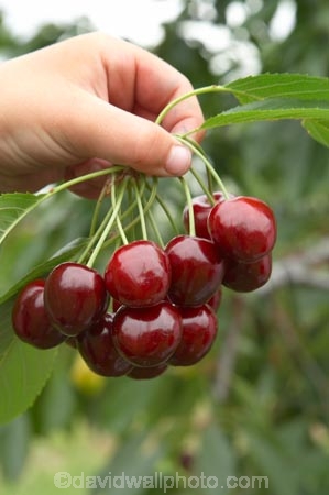 Central-Otago;Cherries;cherry;cherry-orchard;cherry-tree;cherry-trees;country;countryside;Cromwell;crop;crops;delicious;farm;farming;farmland;farms;field;food;fruit;fruit-fruits;fruit-tree;fruit-trees;fruits;hand;holding;horticulture;N.Z.;New-Zealand;New-Zelaland;NZ;orchard;orchards;Otago;red;row;rows;rural;S.I.;season;seasonal;seasons;SI;South-Island;summer;tree;trees