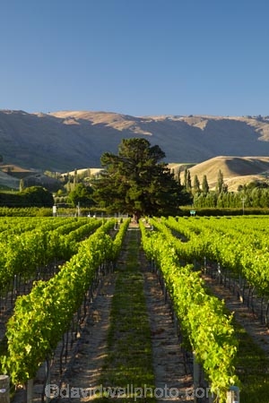 agricultural;agriculture;Central-Otago;central-otago-vineyard;central-otago-vineyards;central-otago-wineries;central-otago-winery;country;countryside;Cromwell;crop;crops;cultivation;farm;farming;farmland;farms;field;fields;golden;grape;grapes;grapevine;horticulture;mountain;N.Z.;New-Zealand;NZ;Otago;pisa-mountains;Pisa-Range;row;rows;rural;S.I.;season;seasonal;seasons;SI;South-Is.;south-island;vine;vines;vineyard;vineyards;vintage;wine;wineage;wineries;winery;wines;Wooing-Tree-Vineyard