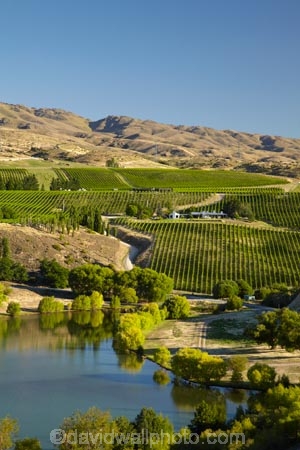 agricultural;agriculture;Bannockburn;Bannockburn-Inlet;Central-Otago;central-otago-vineyard;central-otago-vineyards;central-otago-wineries;central-otago-winery;country;countryside;crop;crops;cultivation;farm;farming;farmland;farms;field;fields;grapevine;grapevines;horticulture;lake;Lake-Dunstan;lakes;N.Z.;New-Zealand;NZ;row;rows;rural;S.I.;SI;South-Is.;south-island;vine;vines;vineyard;vineyards;vintage;wineage;wineries;winery;wines