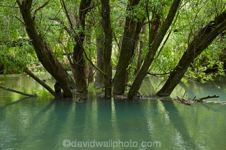 Central-Otago;Clutha-River;flood;flooded;floods;high-water;N.Z.;New-Zealand;NZ;Otago;reflection;reflections;river;rivers;S.I.;SI;South-Is.;South-Island;tree;trees;water;willow;willow-tree;willow-trees;willows