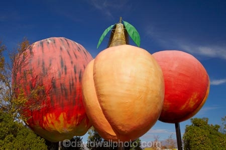 apple;apples;big;Big-Fruit;Central-Otago;color;colors;colour;colours;Cromwell;fibreglass;fruit;giant;gold;golden;green;icon;icons;landmark;N.Z.;nectarine;nectarines;new-zealand;NZ;Otago;peach;peaches;pear;pears;red;S.I.;SI;South-Is;South-Island;stone-fruit;stonefruit;symbol;tourism;town-sign;yellow