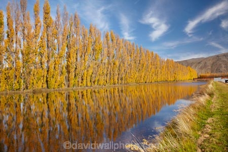 autuminal;autumn;autumn-colour;autumn-colours;autumnal;calm;Central-Otago;color;colors;colour;colours;Cromwell;dam;dams;deciduous;fall;gold;golden;irrigation-dam;irrigation-dams;irrigation-pond;irrigation-ponds;leaf;leaves;N.Z.;New-Zealand;NZ;orchard;orchards;Otago;placid;pond-ponds;poplar-tree;Poplar-trees;quiet;reflection;reflections;Ripponvale;row;rows;S.I.;season;seasonal;seasons;serene;SI;smooth;South-Is;South-Island;still;tranquil;tree;trees;water;yellow