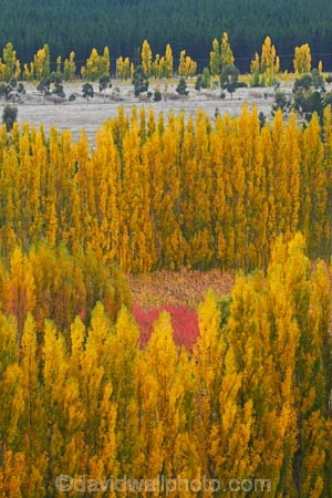 autuminal;autumn;autumn-colour;autumn-colours;autumnal;Bannockburn;Central-Otago;color;colors;colour;colours;country;countryside;Cromwell;crop;crops;deciduous;fall;farm;farming;farmland;farms;field;fruit;fruit-tree;fruit-trees;gold;golden;horticulture;leaf;leaves;N.Z.;New-Zealand;NZ;orchard;orchards;Otago;poplar;poplar-tree;poplar-trees;poplars;row;rows;rural;S.I.;season;seasonal;seasons;SI;South-Is;South-Island;Sth-Is;tree;trees;yellow