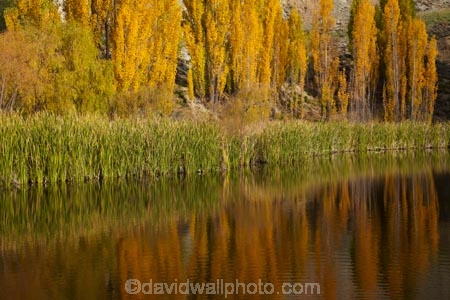 autuminal;autumn;autumn-colour;autumn-colours;autumnal;Bannockburn;calm;Central-Otago;color;colors;colour;colours;Cromwell;deciduous;fall;gold;golden;leaf;leaves;N.Z.;New-Zealand;NZ;Otago;placid;pond;ponds;poplar;poplar-tree;poplar-trees;poplars;quiet;reeds;reflection;reflections;S.I.;season;seasonal;seasons;serene;SI;smooth;South-Is;South-Island;Sth-Is;still;tranquil;tree;trees;water;yellow