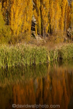 autuminal;autumn;autumn-colour;autumn-colours;autumnal;Bannockburn;calm;Central-Otago;color;colors;colour;colours;Cromwell;deciduous;fall;gold;golden;leaf;leaves;N.Z.;New-Zealand;NZ;Otago;placid;pond;ponds;poplar;poplar-tree;poplar-trees;poplars;quiet;reeds;reflection;reflections;S.I.;season;seasonal;seasons;serene;SI;smooth;South-Is;South-Island;Sth-Is;still;tranquil;tree;trees;water;yellow