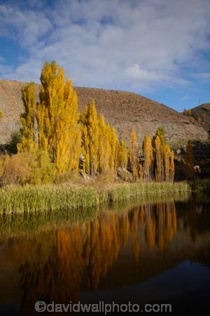 autuminal;autumn;autumn-colour;autumn-colours;autumnal;Bannockburn;calm;Central-Otago;color;colors;colour;colours;Cromwell;deciduous;fall;gold;golden;leaf;leaves;N.Z.;New-Zealand;NZ;Otago;placid;pond;ponds;poplar;poplar-tree;poplar-trees;poplars;quiet;reeds;reflection;reflections;S.I.;season;seasonal;seasons;serene;SI;smooth;South-Is;South-Island;Sth-Is;still;tranquil;tree;trees;water;yellow