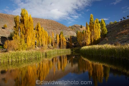 autuminal;autumn;autumn-colour;autumn-colours;autumnal;Bannockburn;calm;Central-Otago;color;colors;colour;colours;Cromwell;deciduous;fall;gold;golden;leaf;leaves;N.Z.;New-Zealand;NZ;Otago;placid;pond;ponds;poplar;poplar-tree;poplar-trees;poplars;quiet;reeds;reflection;reflections;S.I.;season;seasonal;seasons;serene;SI;smooth;South-Is;South-Island;Sth-Is;still;tranquil;tree;trees;water;yellow