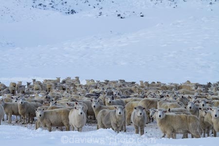 agricultural;agriculture;animal;animals;Central-Otago;cold;Coldness;country;countryside;crowd;crowded;Crowds;Daytime;domestic-stock;drove;droving;ewes;Exterior;extreme-weather;farm;farm-animals;farming;farmland;farms;field;fields;flock;flocks;freeze;freezing;herbivore;herbivores;herbivorous;herd;herds;high-country;Landscape;Landscapes;livestock;mammal;mammals;Maniototo;meadow;meadows;mob;mobs;muster;mustering;N.Z.;natural;Nature;New-Zealand;NZ;Otago;Outdoor;Outdoors;Outside;paddock;paddocks;pasture;pastures;Pig-Root-Highway;Pig-Root-Road;Pig-Route-Highway;Pig-Route-Road;Pigroot;Pigroot-Highway;Pigroot-Road;Pigroute;Pigroute-Highway;Pigroute-Road;rural;S.I.;Scenic;Scenics;Season;Seasons;SH-85;SH85;sheep;SI;snow;snowfall;snowy;South-Is;South-Is.;South-Island;State-Highway-85;State-Highway-Eighty-Five;Sth-Is;stock;The-Pig-Route;The-Pigroot;weather;white;winter;Wintertime;wintery;wintry