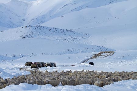 4wd;4wds;4wds;4x4;4x4s;4x4s;agricultural;agriculture;animal;animals;Central-Otago;cold;Coldness;country;countryside;crowd;crowded;Crowds;Daytime;domestic-stock;drove;droving;ewes;Exterior;extreme-weather;farm;farm-animals;farmer;farmers;farming;farmland;farms;field;fields;flock;flocks;four-by-four;four-by-fours;four-wheel-drive;four-wheel-drives;freeze;freezing;herbivore;herbivores;herbivorous;herd;herds;high-country;Landscape;Landscapes;livestock;mammal;mammals;Maniototo;meadow;meadows;mob;mobs;muster;mustering;N.Z.;natural;Nature;New-Zealand;NZ;Otago;Outdoor;Outdoors;Outside;paddock;paddocks;pasture;pastures;Pig-Root-Highway;Pig-Root-Road;Pig-Route-Highway;Pig-Route-Road;Pigroot;Pigroot-Highway;Pigroot-Road;Pigroute;Pigroute-Highway;Pigroute-Road;rural;S.I.;Scenic;Scenics;Season;Seasons;SH-85;SH85;sheep;SI;snow;snowfall;snowy;South-Is;South-Is.;South-Island;sports-utility-vehicle;sports-utility-vehicles;State-Highway-85;State-Highway-Eighty-Five;Sth-Is;stock;suv;suvs;The-Pig-Route;The-Pigroot;vehicle;vehicles;weather;white;winter;Wintertime;wintery;wintry