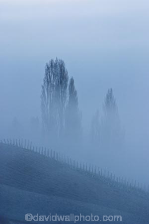 Bannockburn;Central-Otago;fog;foggy;Mist;misty;poplar;poplar-tree;Poplar-Trees;poplars;season;seasonal;seasons