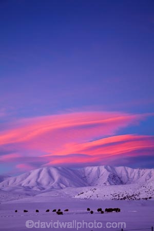 agricultural;agriculture;alpenglo;alpenglow;alpine;alpinglo;alpinglow;Altocumulus-lenticularis;animal;animals;Central-Otago;cloud;clouds;cold;Coldness;color;colors;colour;colours;country;countryside;Daytime;domestic-stock;dusk;evening;ewes;Exterior;extreme-weather;farm;farm-animals;farming;farmland;farms;field;fields;flock;flocks;freeze;freezing;Hawkdun-Ra;Hawkdun-Range;herbivore;herbivores;herbivorous;herd;herds;high-country;hill;hills;Ida-Ra;Ida-Range;Ida-Valley;Idaburn;Landscape;Landscapes;lens_shaped-cloud;lens_shaped-clouds;lenticular-cloud;lenticular-clouds;livestock;mammal;mammals;Maniototo;meadow;meadows;mob;mobs;Mount-Ida;mountain;mountainous;mountains;mt;Mt-Ida;Mt.-Ida;N.Z.;natural;Nature;New-Zealand;night;night_time;nightfall;NZ;Otago;Oturehua;outdoor;Outdoors;Outside;paddock;paddocks;pasture;pastures;rural;S.I.;Scenic;Scenics;Season;Seasons;sheep;SI;snow;snowfall;snowy;snowy-hills;snowy-mountains;South-Is;South-Is.;South-Island;Sth-Is;stock;sunset;sunsets;twilight;weather;White;winter;Wintertime;wintery;wintry