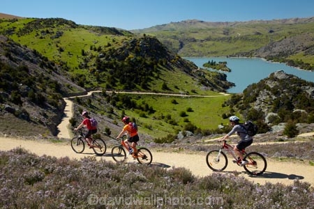 bicycle;bicycles;bike;bike-track;bike-tracks;bike-trail;bike-trails;bikes;Central-Otago;child;children;cycle;cycle-track;cycle-tracks;cycle-trail;cycle-trails;cycler;cyclers;cycles;cyclist;cyclists;families;family;hairpin-bend;hairpin-bends;hairpin-corner;hairpin-corners;lake;Lake-Roxburgh;lakes;mountain-bike;mountain-biker;mountain-bikers;mountain-bikes;mtn-bike;mtn-biker;mtn-bikers;mtn-bikes;N.Z.;New-Zealand;NZ;Otago;people;person;push-bike;push-bikes;push_bike;push_bikes;pushbike;pushbikes;Roxburgh;Roxburgh-Cycle-Track;Roxburgh-Cycle-Trail;Roxburgh-Gorge;Roxburgh-Gorge-Cycle-and-Walking-Trail;Roxburgh-Gorge-Cycle-Track;Roxburgh-Gorge-Cycle-Trail;Roxburgh-Gorge-Track;Roxburgh-Gorge-Trail;Roxburgh-Gorge-Walking-and-Cycle-Trail;S.I.;season;seasonal;seasons;SI;South-Is;South-Island;spring;spring-time;steep;Sth-is;switchback;switchback-road;switchback-roads;switchbacks;thyme;thyme-in-flower;tourism;tourist;tourists;violet;wild-thyme;zig-zag;zig-zag-road;zig-zag-roads;zig-zags;zig_zag;zig_zag-road;zig_zag-roads;zig_zags;zigzag;zigzag-road;zigzag-roads;zigzags