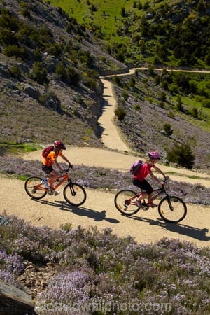 bicycle;bicycles;bike;bike-track;bike-tracks;bike-trail;bike-trails;bikes;Central-Otago;child;children;cycle;cycle-track;cycle-tracks;cycle-trail;cycle-trails;cycler;cyclers;cycles;cyclist;cyclists;families;family;hairpin-bend;hairpin-bends;hairpin-corner;hairpin-corners;mountain-bike;mountain-biker;mountain-bikers;mountain-bikes;mtn-bike;mtn-biker;mtn-bikers;mtn-bikes;N.Z.;New-Zealand;NZ;Otago;people;person;push-bike;push-bikes;push_bike;push_bikes;pushbike;pushbikes;Roxburgh;Roxburgh-Cycle-Track;Roxburgh-Cycle-Trail;Roxburgh-Gorge;Roxburgh-Gorge-Cycle-and-Walking-Trail;Roxburgh-Gorge-Cycle-Track;Roxburgh-Gorge-Cycle-Trail;Roxburgh-Gorge-Track;Roxburgh-Gorge-Trail;Roxburgh-Gorge-Walking-and-Cycle-Trail;S.I.;season;seasonal;seasons;SI;South-Is;South-Island;spring;spring-time;steep;Sth-is;switchback;switchback-road;switchback-roads;switchbacks;thyme;thyme-in-flower;tourism;tourist;tourists;violet;wild-thyme;zig-zag;zig-zag-road;zig-zag-roads;zig-zags;zig_zag;zig_zag-road;zig_zag-roads;zig_zags;zigzag;zigzag-road;zigzag-roads;zigzags