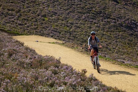 bicycle;bicycles;bike;bike-track;bike-tracks;bike-trail;bike-trails;bikes;Central-Otago;cycle;cycle-track;cycle-tracks;cycle-trail;cycle-trails;cycler;cyclers;cycles;cyclist;cyclists;mountain-bike;mountain-biker;mountain-bikers;mountain-bikes;mtn-bike;mtn-biker;mtn-bikers;mtn-bikes;N.Z.;New-Zealand;NZ;Otago;people;person;push-bike;push-bikes;push_bike;push_bikes;pushbike;pushbikes;Roxburgh;Roxburgh-Cycle-Track;Roxburgh-Cycle-Trail;Roxburgh-Gorge;Roxburgh-Gorge-Cycle-and-Walking-Trail;Roxburgh-Gorge-Cycle-Track;Roxburgh-Gorge-Cycle-Trail;Roxburgh-Gorge-Track;Roxburgh-Gorge-Trail;Roxburgh-Gorge-Walking-and-Cycle-Trail;S.I.;season;seasonal;seasons;SI;South-Is;South-Island;spring;spring-time;Sth-is;thyme;thyme-in-flower;tourism;tourist;tourists;violet;wild-thyme