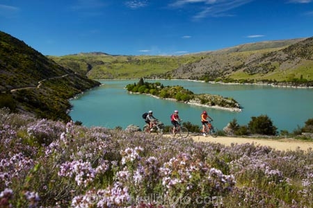 bicycle;bicycles;bike;bike-track;bike-tracks;bike-trail;bike-trails;bikes;Central-Otago;child;children;cycle;cycle-track;cycle-tracks;cycle-trail;cycle-trails;cycler;cyclers;cycles;cyclist;cyclists;families;family;island;islands;lake;Lake-Roxburgh;lakes;Long-Is;Long-Island;mountain-bike;mountain-biker;mountain-bikers;mountain-bikes;mtn-bike;mtn-biker;mtn-bikers;mtn-bikes;N.Z.;New-Zealand;NZ;Otago;people;person;push-bike;push-bikes;push_bike;push_bikes;pushbike;pushbikes;Roxburgh;Roxburgh-Cycle-Track;Roxburgh-Cycle-Trail;Roxburgh-Gorge;Roxburgh-Gorge-Cycle-and-Walking-Trail;Roxburgh-Gorge-Cycle-Track;Roxburgh-Gorge-Cycle-Trail;Roxburgh-Gorge-Track;Roxburgh-Gorge-Trail;Roxburgh-Gorge-Walking-and-Cycle-Trail;S.I.;season;seasonal;seasons;SI;South-Is;South-Island;spring;spring-time;Sth-Is;thyme;thyme-in-flower;tourism;tourist;tourists;violet;wild-thyme