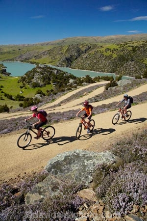 bicycle;bicycles;bike;bike-track;bike-tracks;bike-trail;bike-trails;bikes;Central-Otago;child;children;cycle;cycle-track;cycle-tracks;cycle-trail;cycle-trails;cycler;cyclers;cycles;cyclist;cyclists;families;family;hairpin-bend;hairpin-bends;hairpin-corner;hairpin-corners;lake;Lake-Roxburgh;lakes;mountain-bike;mountain-biker;mountain-bikers;mountain-bikes;mtn-bike;mtn-biker;mtn-bikers;mtn-bikes;N.Z.;New-Zealand;NZ;Otago;people;person;push-bike;push-bikes;push_bike;push_bikes;pushbike;pushbikes;Roxburgh;Roxburgh-Cycle-Track;Roxburgh-Cycle-Trail;Roxburgh-Gorge;Roxburgh-Gorge-Cycle-and-Walking-Trail;Roxburgh-Gorge-Cycle-Track;Roxburgh-Gorge-Cycle-Trail;Roxburgh-Gorge-Track;Roxburgh-Gorge-Trail;Roxburgh-Gorge-Walking-and-Cycle-Trail;S.I.;season;seasonal;seasons;SI;South-Is;South-Island;spring;spring-time;steep;Sth-is;switchback;switchback-road;switchback-roads;switchbacks;thyme;thyme-in-flower;tourism;tourist;tourists;violet;wild-thyme;zig-zag;zig-zag-road;zig-zag-roads;zig-zags;zig_zag;zig_zag-road;zig_zag-roads;zig_zags;zigzag;zigzag-road;zigzag-roads;zigzags
