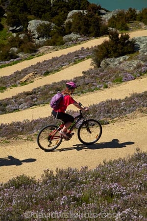 bicycle;bicycles;bike;bike-track;bike-tracks;bike-trail;bike-trails;bikes;Central-Otago;child;children;cycle;cycle-track;cycle-tracks;cycle-trail;cycle-trails;cycler;cyclers;cycles;cyclist;cyclists;hairpin-bend;hairpin-bends;hairpin-corner;hairpin-corners;mountain-bike;mountain-biker;mountain-bikers;mountain-bikes;mtn-bike;mtn-biker;mtn-bikers;mtn-bikes;N.Z.;New-Zealand;NZ;Otago;people;person;push-bike;push-bikes;push_bike;push_bikes;pushbike;pushbikes;Roxburgh;Roxburgh-Cycle-Track;Roxburgh-Cycle-Trail;Roxburgh-Gorge;Roxburgh-Gorge-Cycle-and-Walking-Trail;Roxburgh-Gorge-Cycle-Track;Roxburgh-Gorge-Cycle-Trail;Roxburgh-Gorge-Track;Roxburgh-Gorge-Trail;Roxburgh-Gorge-Walking-and-Cycle-Trail;S.I.;season;seasonal;seasons;SI;South-Is;South-Island;spring;spring-time;steep;Sth-is;switchback;switchback-road;switchback-roads;switchbacks;thyme;thyme-in-flower;tourism;tourist;tourists;violet;wild-thyme;zig-zag;zig-zag-road;zig-zag-roads;zig-zags;zig_zag;zig_zag-road;zig_zag-roads;zig_zags;zigzag;zigzag-road;zigzag-roads;zigzags