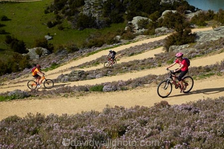 bicycle;bicycles;bike;bike-track;bike-tracks;bike-trail;bike-trails;bikes;Central-Otago;child;children;cycle;cycle-track;cycle-tracks;cycle-trail;cycle-trails;cycler;cyclers;cycles;cyclist;cyclists;families;family;hairpin-bend;hairpin-bends;hairpin-corner;hairpin-corners;mountain-bike;mountain-biker;mountain-bikers;mountain-bikes;mtn-bike;mtn-biker;mtn-bikers;mtn-bikes;N.Z.;New-Zealand;NZ;Otago;people;person;push-bike;push-bikes;push_bike;push_bikes;pushbike;pushbikes;Roxburgh;Roxburgh-Cycle-Track;Roxburgh-Cycle-Trail;Roxburgh-Gorge;Roxburgh-Gorge-Cycle-and-Walking-Trail;Roxburgh-Gorge-Cycle-Track;Roxburgh-Gorge-Cycle-Trail;Roxburgh-Gorge-Track;Roxburgh-Gorge-Trail;Roxburgh-Gorge-Walking-and-Cycle-Trail;S.I.;season;seasonal;seasons;SI;South-Is;South-Island;spring;spring-time;steep;Sth-is;switchback;switchback-road;switchback-roads;switchbacks;thyme;thyme-in-flower;tourism;tourist;tourists;violet;wild-thyme;zig-zag;zig-zag-road;zig-zag-roads;zig-zags;zig_zag;zig_zag-road;zig_zag-roads;zig_zags;zigzag;zigzag-road;zigzag-roads;zigzags