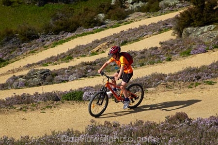 bicycle;bicycles;bike;bike-track;bike-tracks;bike-trail;bike-trails;bikes;Central-Otago;child;children;cycle;cycle-track;cycle-tracks;cycle-trail;cycle-trails;cycler;cyclers;cycles;cyclist;cyclists;hairpin-bend;hairpin-bends;hairpin-corner;hairpin-corners;mountain-bike;mountain-biker;mountain-bikers;mountain-bikes;mtn-bike;mtn-biker;mtn-bikers;mtn-bikes;N.Z.;New-Zealand;NZ;Otago;people;person;push-bike;push-bikes;push_bike;push_bikes;pushbike;pushbikes;Roxburgh;Roxburgh-Cycle-Track;Roxburgh-Cycle-Trail;Roxburgh-Gorge;Roxburgh-Gorge-Cycle-and-Walking-Trail;Roxburgh-Gorge-Cycle-Track;Roxburgh-Gorge-Cycle-Trail;Roxburgh-Gorge-Track;Roxburgh-Gorge-Trail;Roxburgh-Gorge-Walking-and-Cycle-Trail;S.I.;season;seasonal;seasons;SI;South-Is;South-Island;spring;spring-time;steep;Sth-is;switchback;switchback-road;switchback-roads;switchbacks;thyme;thyme-in-flower;tourism;tourist;tourists;violet;wild-thyme;zig-zag;zig-zag-road;zig-zag-roads;zig-zags;zig_zag;zig_zag-road;zig_zag-roads;zig_zags;zigzag;zigzag-road;zigzag-roads;zigzags