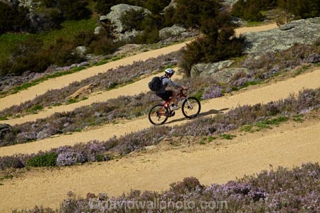 bicycle;bicycles;bike;bike-track;bike-tracks;bike-trail;bike-trails;bikes;Central-Otago;cycle;cycle-track;cycle-tracks;cycle-trail;cycle-trails;cycler;cyclers;cycles;cyclist;cyclists;hairpin-bend;hairpin-bends;hairpin-corner;hairpin-corners;mountain-bike;mountain-biker;mountain-bikers;mountain-bikes;mtn-bike;mtn-biker;mtn-bikers;mtn-bikes;N.Z.;New-Zealand;NZ;Otago;people;person;push-bike;push-bikes;push_bike;push_bikes;pushbike;pushbikes;Roxburgh;Roxburgh-Cycle-Track;Roxburgh-Cycle-Trail;Roxburgh-Gorge;Roxburgh-Gorge-Cycle-and-Walking-Trail;Roxburgh-Gorge-Cycle-Track;Roxburgh-Gorge-Cycle-Trail;Roxburgh-Gorge-Track;Roxburgh-Gorge-Trail;Roxburgh-Gorge-Walking-and-Cycle-Trail;S.I.;season;seasonal;seasons;SI;South-Is;South-Island;spring;spring-time;steep;Sth-is;switchback;switchback-road;switchback-roads;switchbacks;thyme;thyme-in-flower;tourism;tourist;tourists;violet;wild-thyme;zig-zag;zig-zag-road;zig-zag-roads;zig-zags;zig_zag;zig_zag-road;zig_zag-roads;zig_zags;zigzag;zigzag-road;zigzag-roads;zigzags