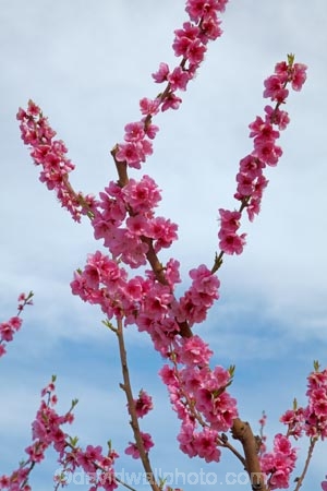 Alexandra;bloom;blooming;blooms;blossom;blossoming;blossoms;Central-Otago;country;countryside;crop;crops;Earnscleugh;farm;farming;farmland;farms;field;flower;flowering;flowers;fresh;fruit;fruit-tree;fruit-trees;grow;growth;horticulture;N.Z.;New-Zealand;NZ;orchard;orchards;Otago;pink;renew;row;rows;rural;S.I.;season;seasonal;seasons;SI;South-Is;South-Is.;South-Island;spring;spring-time;spring_time;springtime;Sth-Is;tree;trees