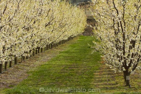 Alexandra;bloom;blooming;blooms;blossom;blossoming;blossoms;Central-Otago;country;countryside;crop;crops;Earnscleugh;farm;farming;farmland;farms;field;flower;flowering;flowers;fresh;fruit;fruit-tree;fruit-trees;grow;growth;horticulture;N.Z.;New-Zealand;NZ;orchard;orchards;Otago;pink;renew;row;rows;rural;S.I.;season;seasonal;seasons;SI;South-Is;South-Is.;South-Island;spring;spring-time;spring_time;springtime;Sth-Is;tree;trees
