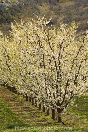 Alexandra;bloom;blooming;blooms;blossom;blossoming;blossoms;Central-Otago;country;countryside;crop;crops;Earnscleugh;farm;farming;farmland;farms;field;flower;flowering;flowers;fresh;fruit;fruit-tree;fruit-trees;grow;growth;horticulture;N.Z.;New-Zealand;NZ;orchard;orchards;Otago;pink;renew;row;rows;rural;S.I.;season;seasonal;seasons;SI;South-Is;South-Is.;South-Island;spring;spring-time;spring_time;springtime;Sth-Is;tree;trees
