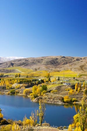 agricultural;agriculture;autuminal;autumn;Autumn-Colours;autumnal;Bannockburn-Inlet;cairnmuir-campground;cairnmuir-mountains;cairnmuir-range;campground;campgrounds;camping-ground;camping-grounds;Central-Otago;central-otago-vineyard;central-otago-vineyards;central-otago-wineries;central-otago-winery;color;colors;colour;colours;country;countryside;cromwell;crop;crops;cultivation;deciduous;fall;farm;farming;farmland;farms;field;fields;gold;golden;grape;grapes;grapevine;horticulture;kawarau-arm;lake;lake-dunstan;lakes;leaf;leaves;New-Zealand;poplar;poplar-tree;poplar-trees;poplars;row;rows;rural;south-island;tree;trees;vine;vines;vineyard;vineyards;vintage;water;wine;wineries;winery;wines;yellow