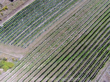 aerial;Aerial-drone;Aerial-drones;aerial-image;aerial-images;aerial-photo;aerial-photograph;aerial-photographs;aerial-photography;aerial-photos;aerial-view;aerial-views;aerials;agricultural;agriculture;Bannockburn;Central-Otago;Central-Otago-Vineyards;country;countryside;crop;crops;cultivation;Drone;Drones;emotely-operated-aircraft;farm;farming;farmland;farms;Felton-Rd-Vineyard;Felton-Road-Vineyard;Felton-Road-Wines;field;fields;grape;grapes;grapevine;horticulture;N.Z.;New-Zealand;NZ;Otago;Quadcopter;Quadcopters;remote-piloted-aircraft-systems;remotely-piloted-aircraft;remotely-piloted-aircrafts;ROA;row;rows;RPA;RPAS;rural;S.I.;SI;South-Is;South-Island;Sth-Is;U.A.V.;UA;UAS;UAV;UAVs;Unmanned-aerial-vehicle;unmanned-aircraft;unpiloted-aerial-vehicle;unpiloted-aerial-vehicles;unpiloted-air-system;vine;vines;vineyard;vineyards;vintage;wine;wineries;winery;wines