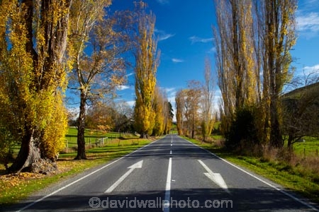 autuminal;autumn;autumn-colour;autumn-colours;autumn-tree;autumn-trees;autumnal;blue-yellow;Central-Otago;color;colors;colour;colours;deciduous;fall;gold;golden;keep-left;Lawrence;leaf;leaves;N.Z.;New-Zealand;NZ;Otago;poplar-tree;poplar-trees;raods;road;S.I.;season;seasonal;seasons;SH8;SI;South-Is;South-Island;State-Highway-8;Sth-Is;tree;trees;yellow