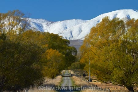 agricultural;agriculture;autuminal;autumn;autumn-colour;autumn-colours;autumnal;bike-track;bike-tracks;bike-trail;bike-trails;Central-Otago;Central-Otago-Cycle-Trail;Central-Otago-Rail-Trail;color;colors;colour;colours;country;countryside;cycle-track;cycle-tracks;cycle-trail;cycle-trails;cycleway;cycleways;deciduous;fall;farm;farming;farmland;farms;field;fields;gold;golden;Hawkdun-Range;Hawkdun-Ranges;Ida-Range;Ida-Ranges;Ida-Valley;leaf;leaves;Maniototo;meadow;meadows;Mount-Ida;Mt-Ida;N.Z.;New-Zealand;NZ;Otago;Otago-Central-Cycle-Trail;Otago-Central-Rail-Trail;Otago-Rail-Trail;Oturehua;paddock;paddocks;pasture;pastures;rail-trail;rail-trails;rural;S.I.;season;seasonal;seasons;SI;sign;signs;South-Is;South-Island;Sth-Is;tree;trees;yellow