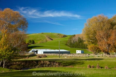 agricultural;agriculture;autuminal;autumn;autumn-colour;autumn-colours;autumnal;Central-Otago;color;colors;colour;colours;country;countryside;deciduous;fall;farm;Farm-Building;Farm-Buildings;Farm-Shed;Farm-Sheds;farming;farmland;farms;field;fields;gold;golden;Lawrence;meadow;meadows;N.Z.;New-Zealand;NZ;Otago;paddock;paddocks;pasture;pastures;rural;S.I.;season;seasonal;seasons;Shearing-Shed;Shearing-Sheds;Sheep-Shed;Sheep-Sheds;SI;South-Is;South-Island;Sth-Is;tree;trees;Wool-Shed;Wool-Sheds;woolshed;woolsheds;yellow