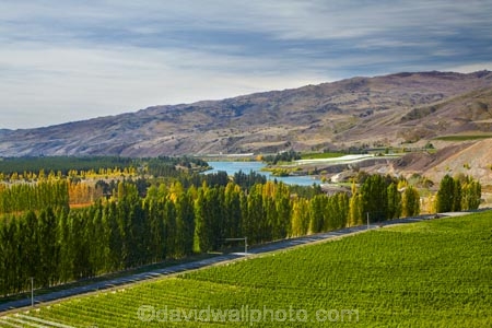agricultural;agriculture;autuminal;autumn;autumn-colour;autumn-colours;autumnal;central-otago-vineyard;central-otago-vineyards;central-otago-wineries;central-otago-winery;color;colors;colour;colours;country;countryside;crop;crops;cultivation;deciduous;fall;farm;farming;farmland;farms;field;fields;gold;golden;grape;grapes;grapevine;horticulture;Lake-Dunstan;leaf;leaves;Mt-Difficulty;Mt-Difficulty-Vineyard;Mt-Difficulty-Winery;Mt-Difficulty-Wines;N.Z.;New-Zealand;NZ;Otago;row;rows;rural;S.I.;season;seasonal;seasons;SI;South-Is;South-Island;Sth-Is;tree;trees;vine;vines;vineyard;vineyards;vintage;wine;wineries;winery;wines;yellow