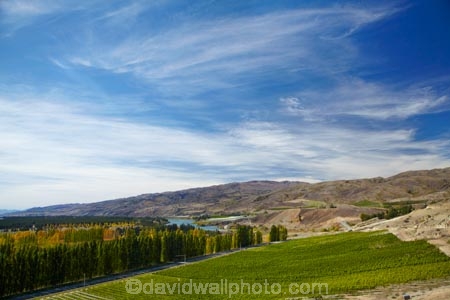 agricultural;agriculture;autuminal;autumn;autumn-colour;autumn-colours;autumnal;central-otago-vineyard;central-otago-vineyards;central-otago-wineries;central-otago-winery;color;colors;colour;colours;country;countryside;crop;crops;cultivation;deciduous;fall;farm;farming;farmland;farms;field;fields;gold;golden;grape;grapes;grapevine;horticulture;Lake-Dunstan;leaf;leaves;Mt-Difficulty;Mt-Difficulty-Vineyard;Mt-Difficulty-Winery;Mt-Difficulty-Wines;N.Z.;New-Zealand;NZ;Otago;row;rows;rural;S.I.;season;seasonal;seasons;SI;South-Is;South-Island;Sth-Is;tree;trees;vine;vines;vineyard;vineyards;vintage;wine;wineries;winery;wines;yellow