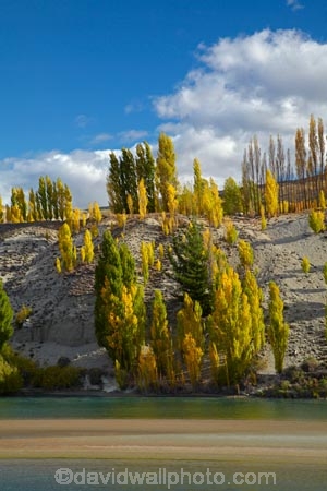 autuminal;autumn;autumn-colour;autumn-colours;autumnal;Bannockburn;Central-Otago;color;colors;colour;colours;Cromwell;deciduous;fall;gold;golden;Kawarau-Arm;Kawarau-River;lake;Lake-Dunstan;lakes;leaf;leaves;N.Z.;New-Zealand;NZ;Otago;poplar;poplar-tree;poplar-trees;poplars;river;rivers;S.I.;season;seasonal;seasons;SI;South-Is;South-Island;Sth-Is;tree;trees;yellow